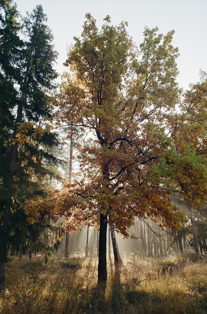 Рассветные лучи