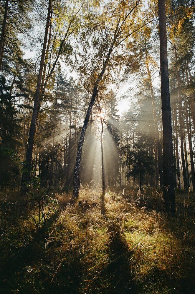 Лес на рассвете