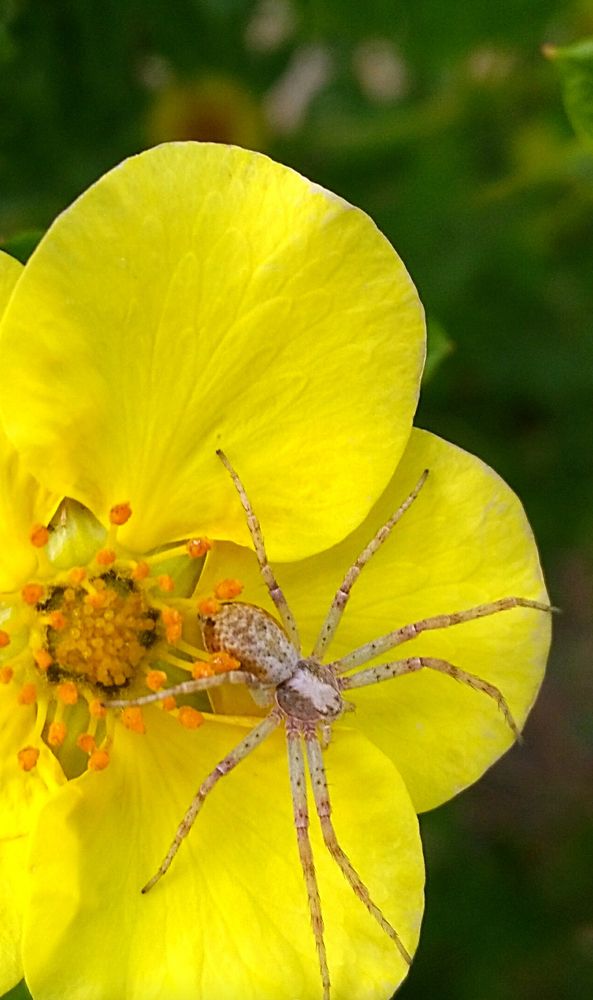 Цветочный паучок