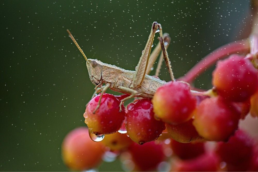 Сидел кузнечик..