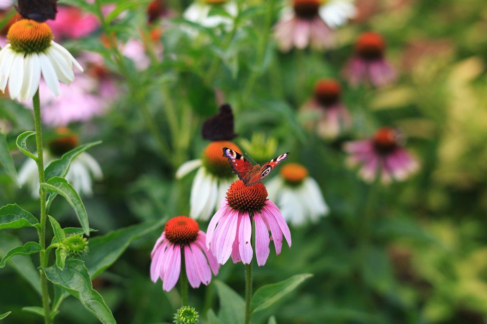 Photograph by Сергей Гордиенко