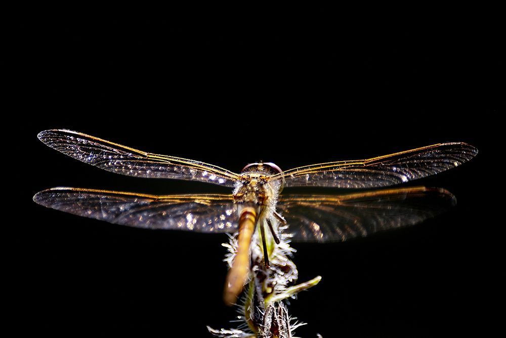 Фотография автора Игорь Иванов