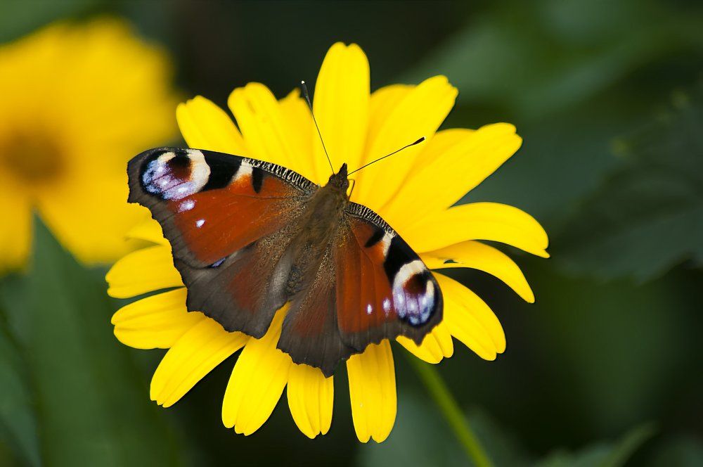 Павлиний глаз.