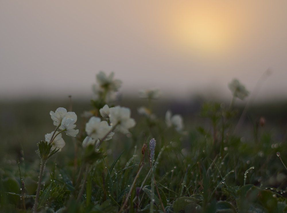 Туманное утро