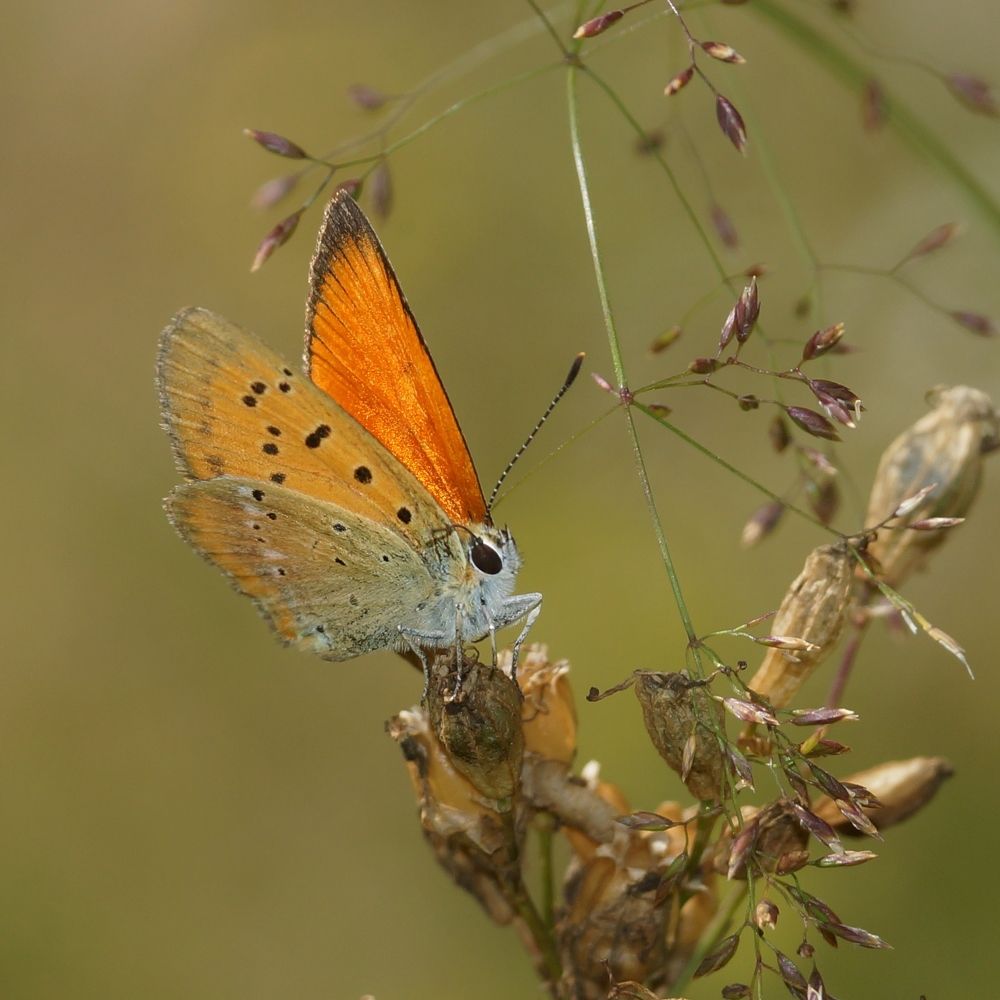 Огненный червонец