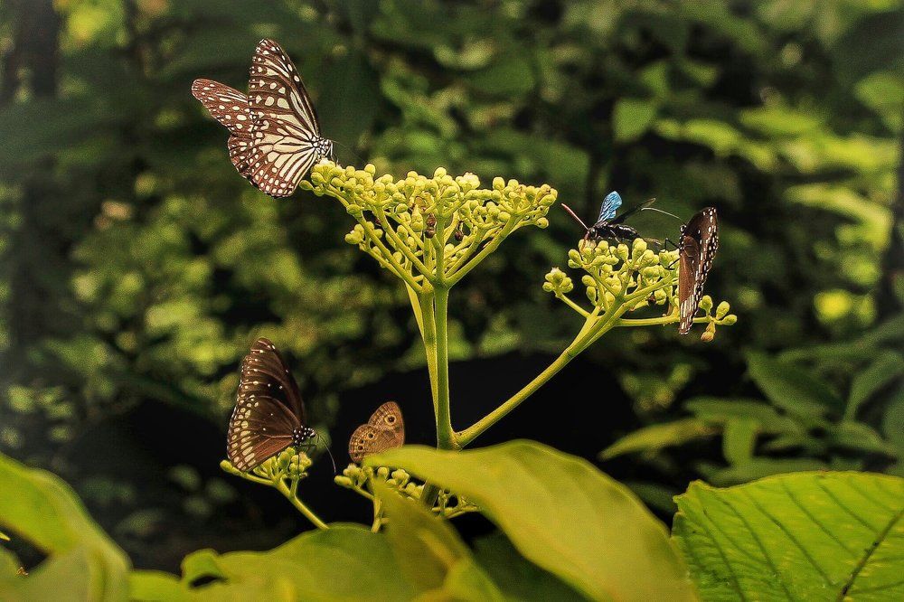 Meeting on Branch.PPierrot butterfly.