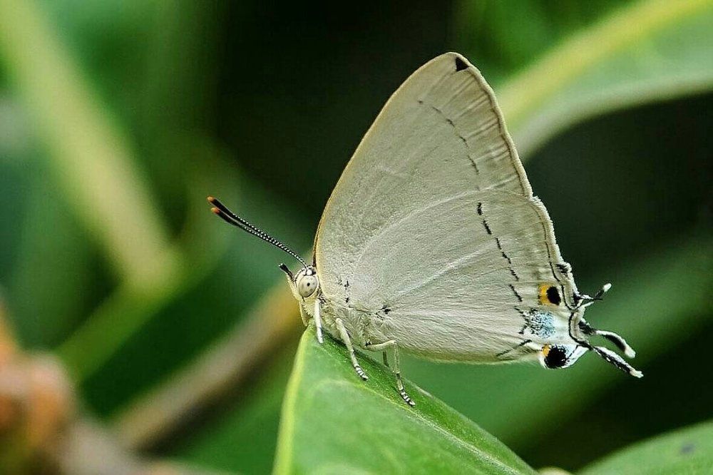 Pierrot Butterfly