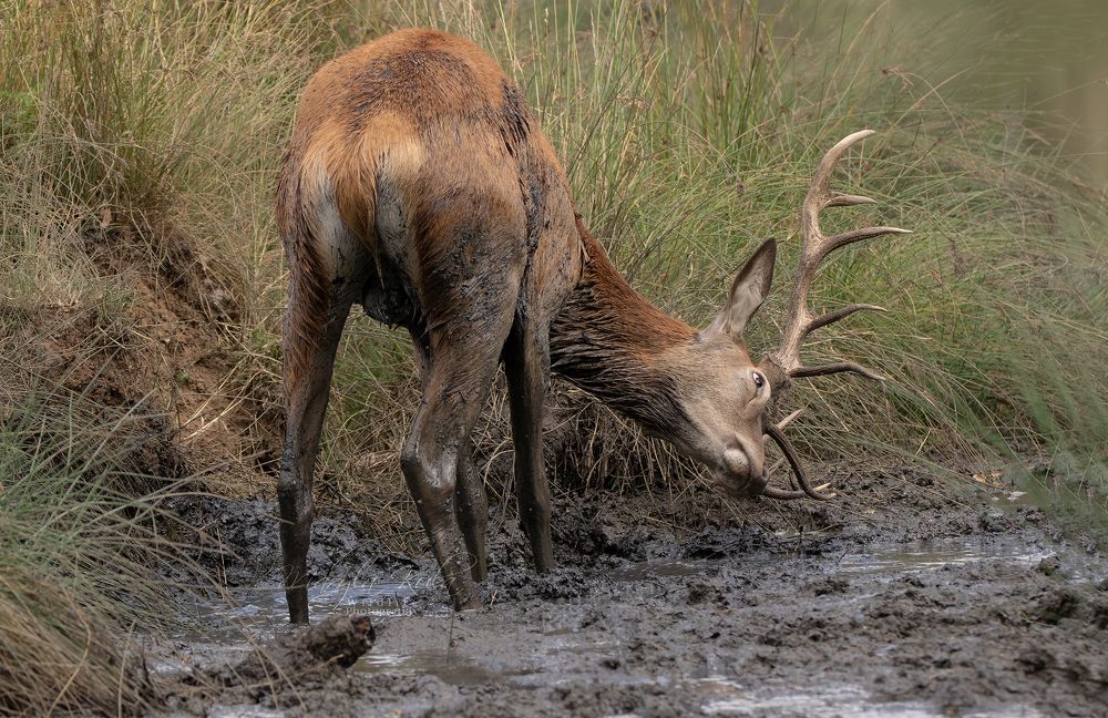 Red Deer Stag