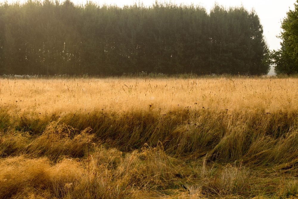 Золотая трава