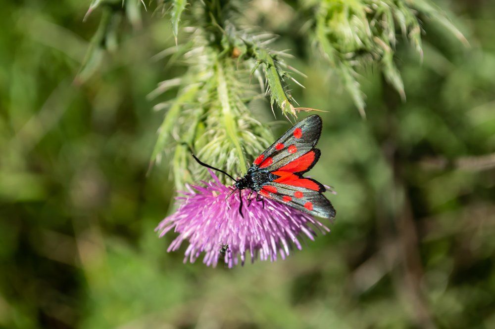 Natural complementation