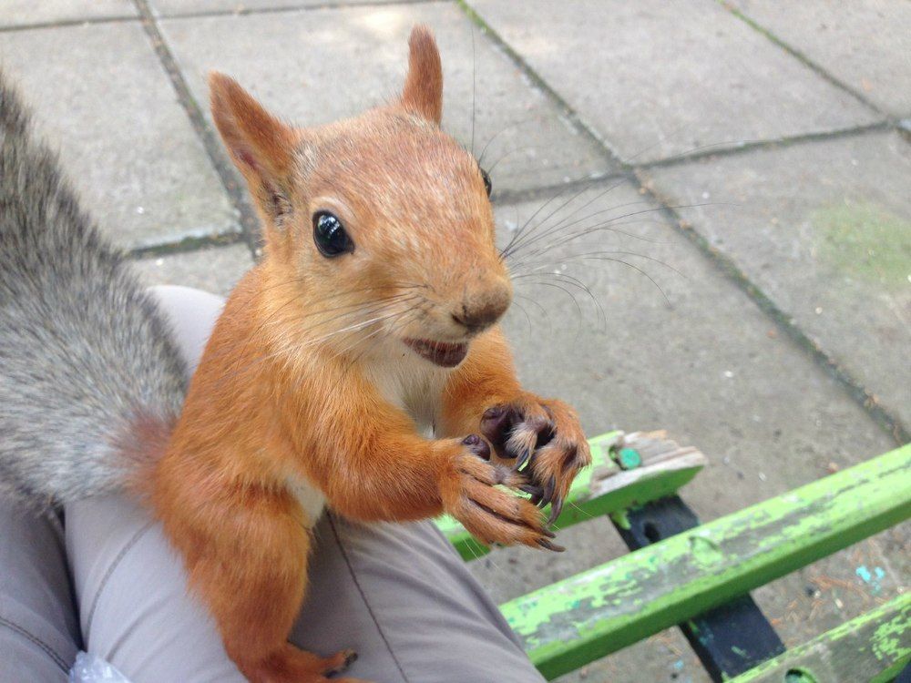 Хитрая и рыжая