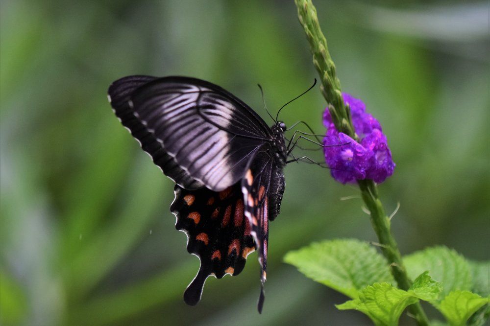 Common Mormon Butterfly