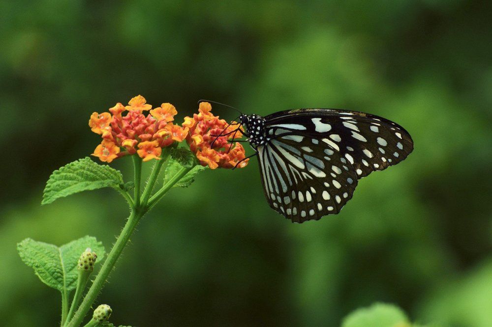 Blue Tiger Butterfly
