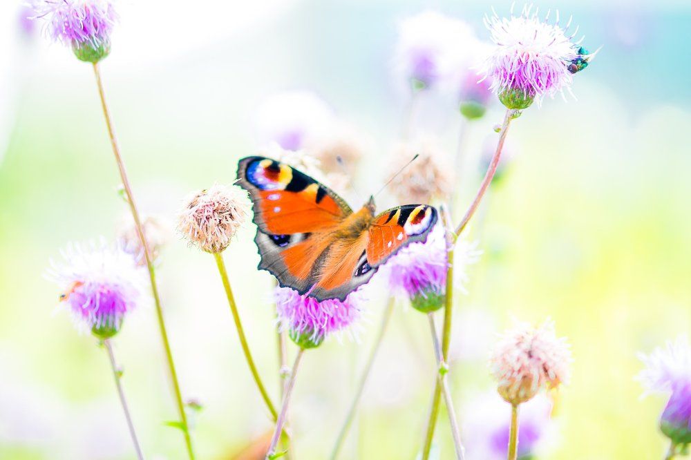 Макушка лета