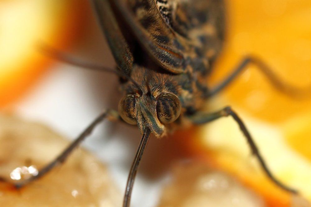 Победитель конкурса 'Надуй грелку'...