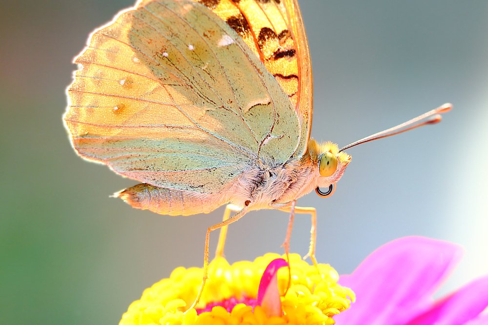 Сладенький десерт...