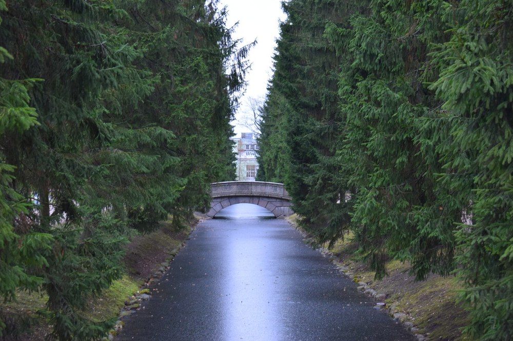 Из леса в лес