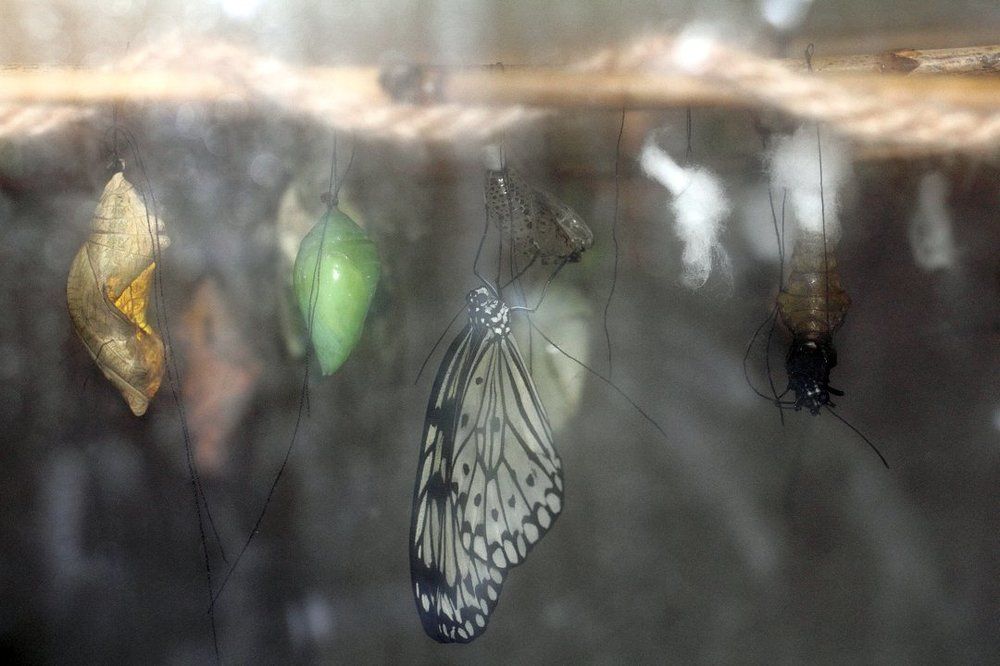 Зарождение...