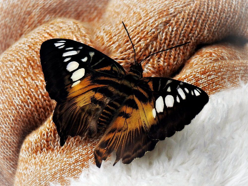 Ленточник Камилла ( лат.Limenitis camilla)