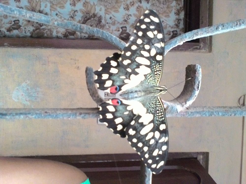 butterfly