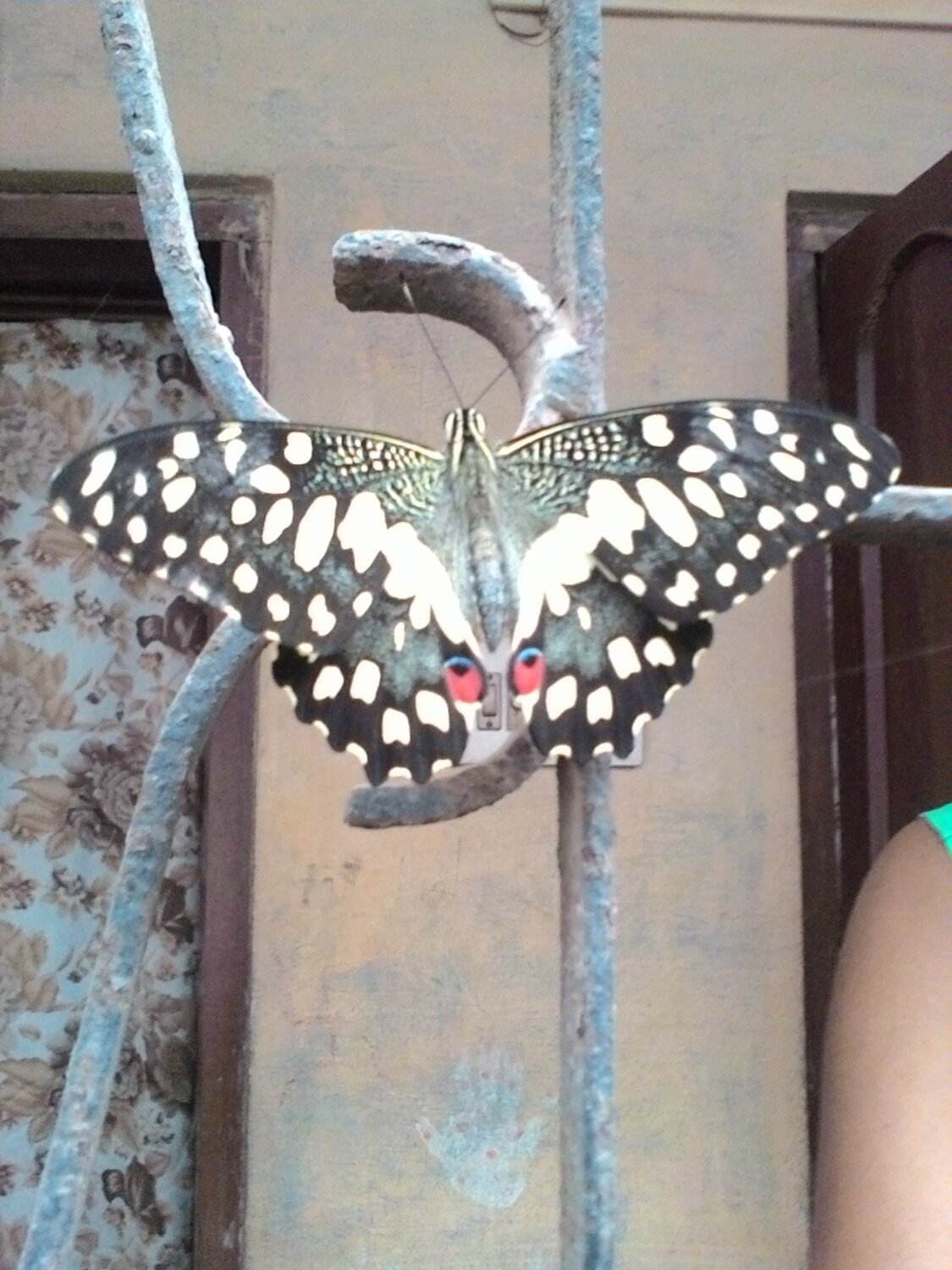 butterfly
