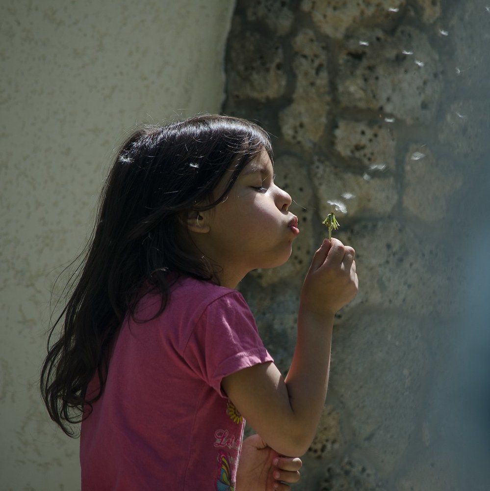 Одуванчик-цветок солнца