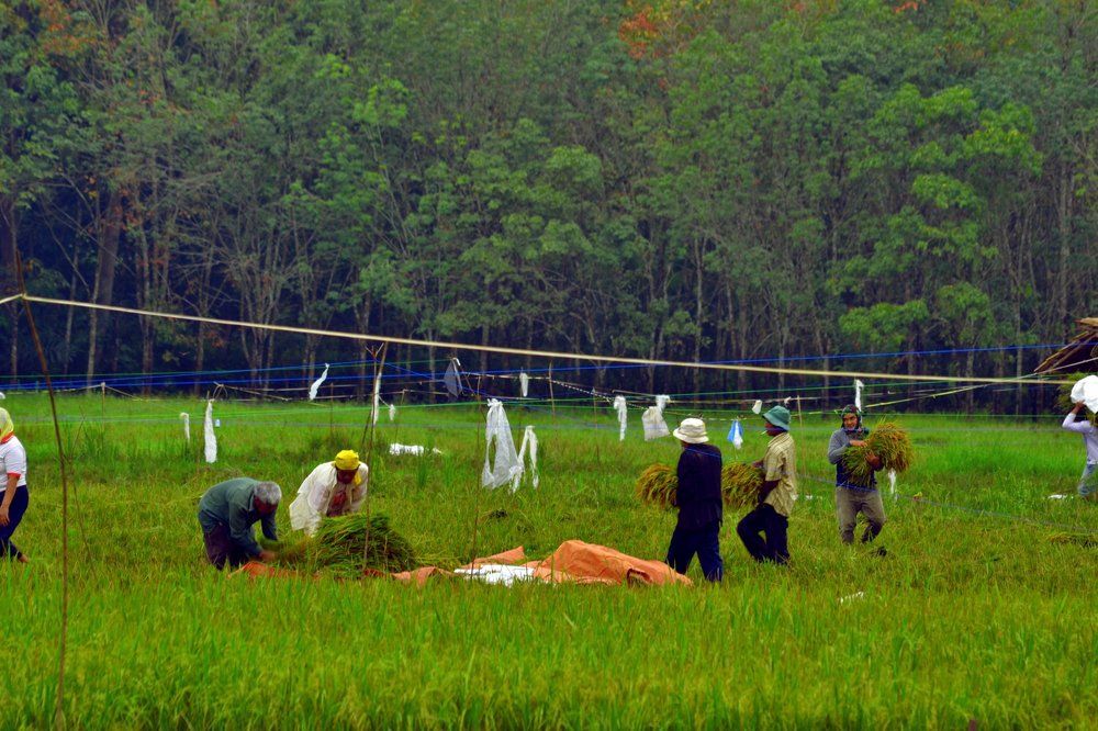 farmers and rice fields