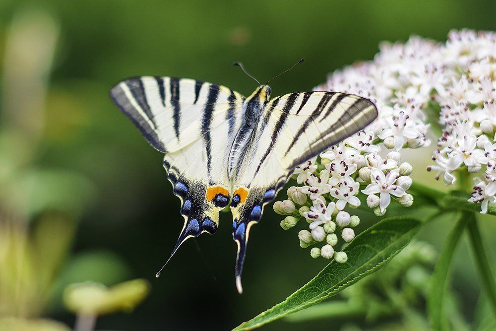 Tiger Swallowtail butterfly