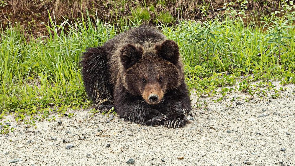 Любопытный