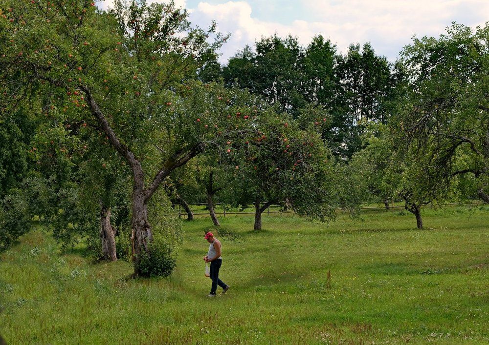 Яблони в саду....