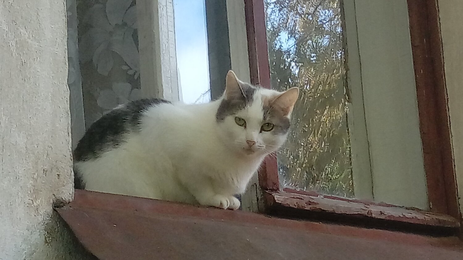 Кот учёный