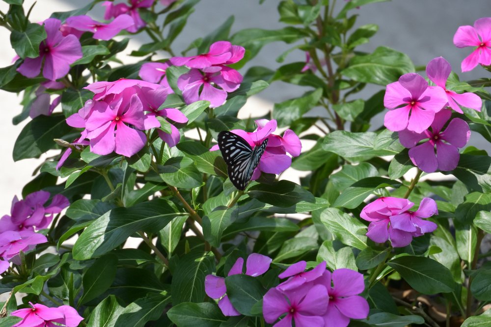 Черно-белая на розовом