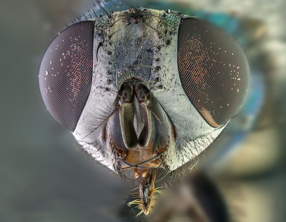 Portrait of fly