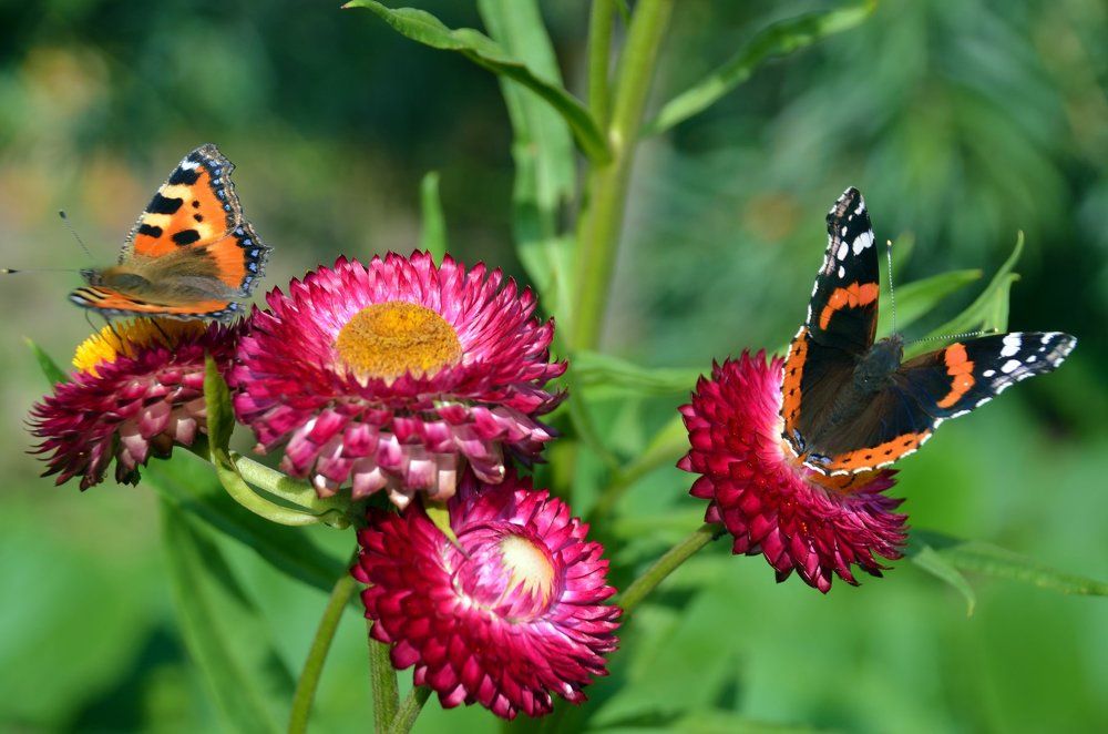 по-соседски...