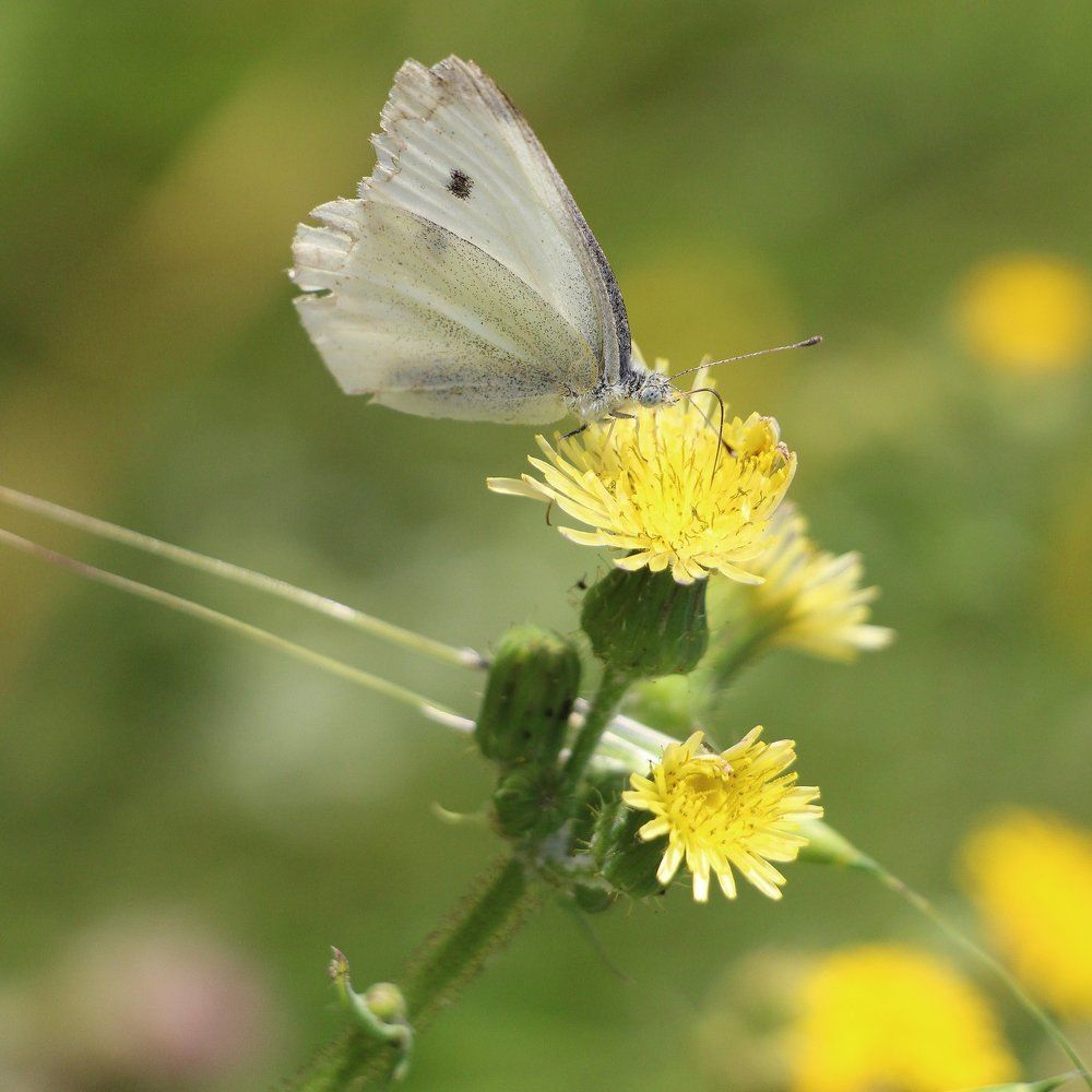Сбор урожая