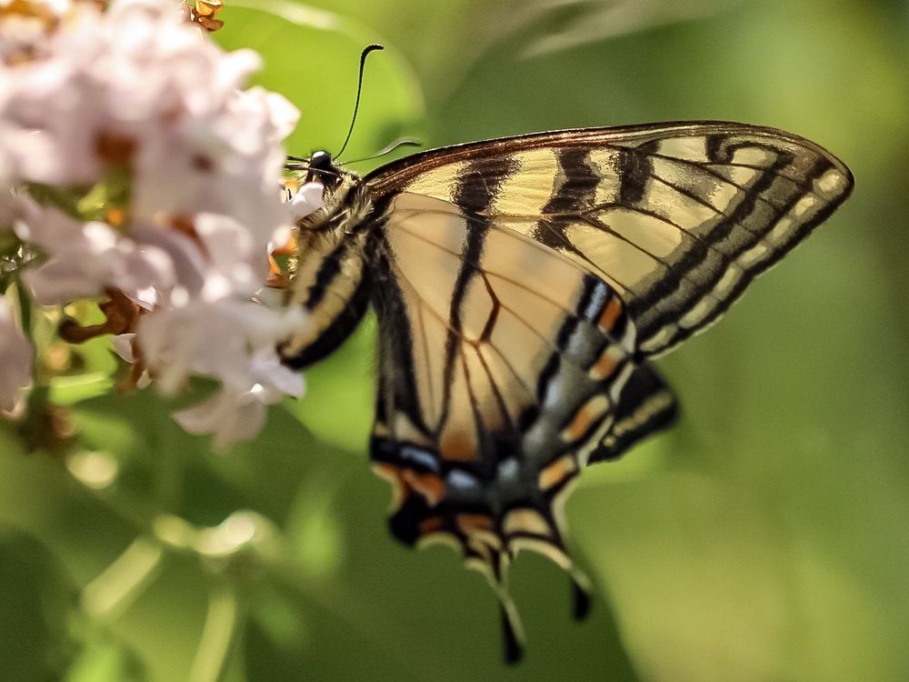 Papilio canadensis