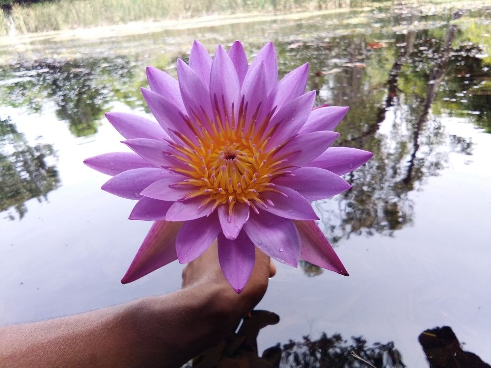 Water lily