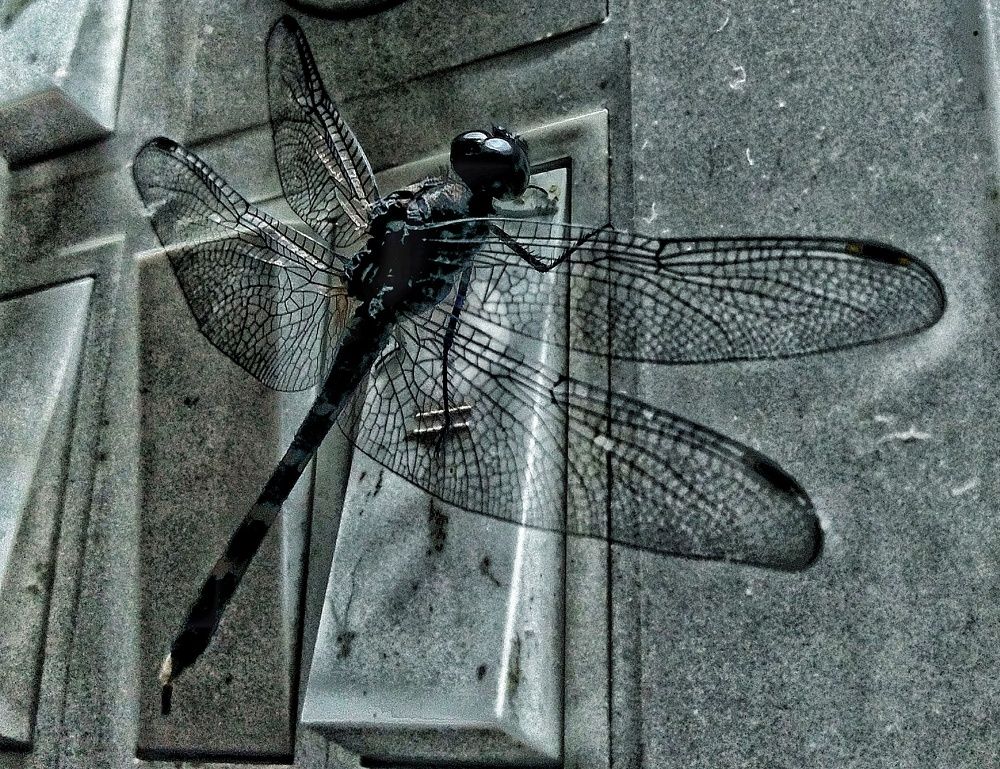 dragon fly