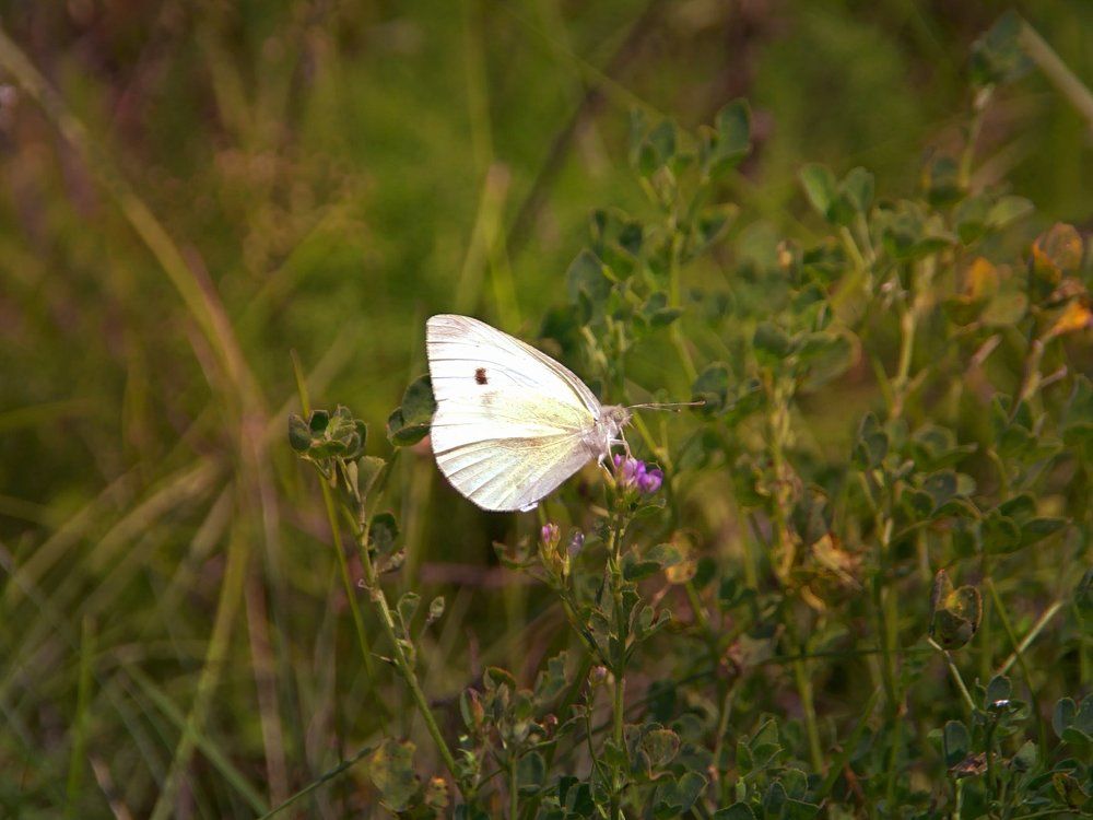 Единение с природой .Бабочка.