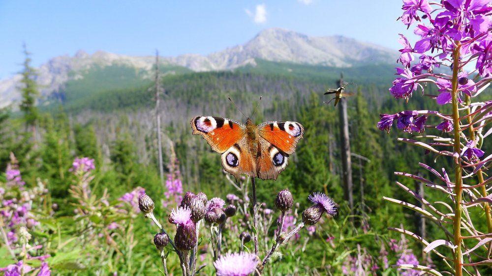 Photo #2478720