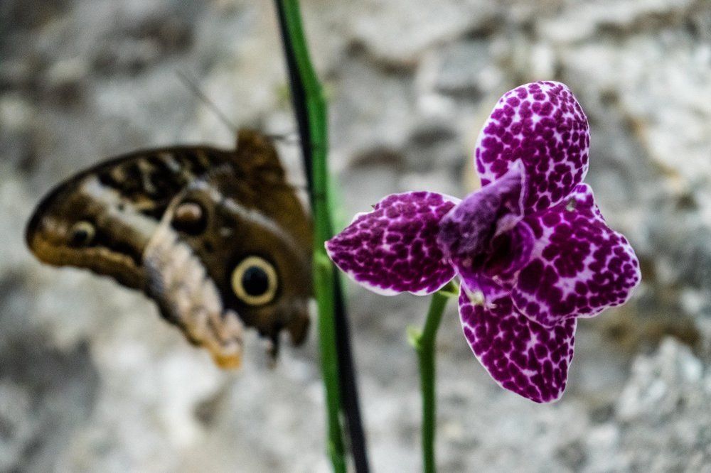 две бабочки