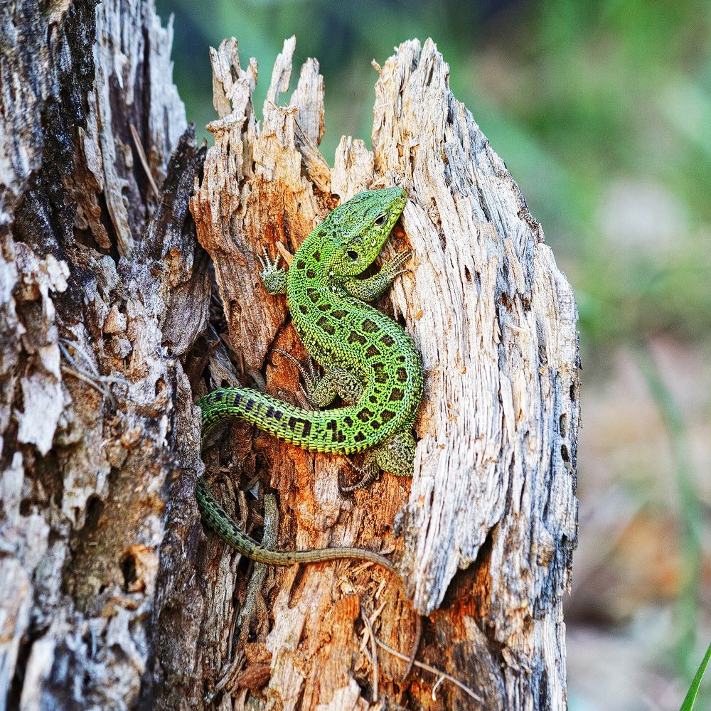 Хозяйка старого пня