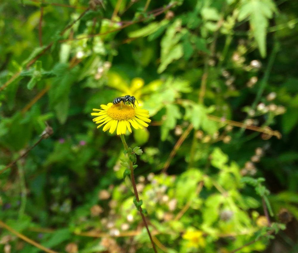 Pollination