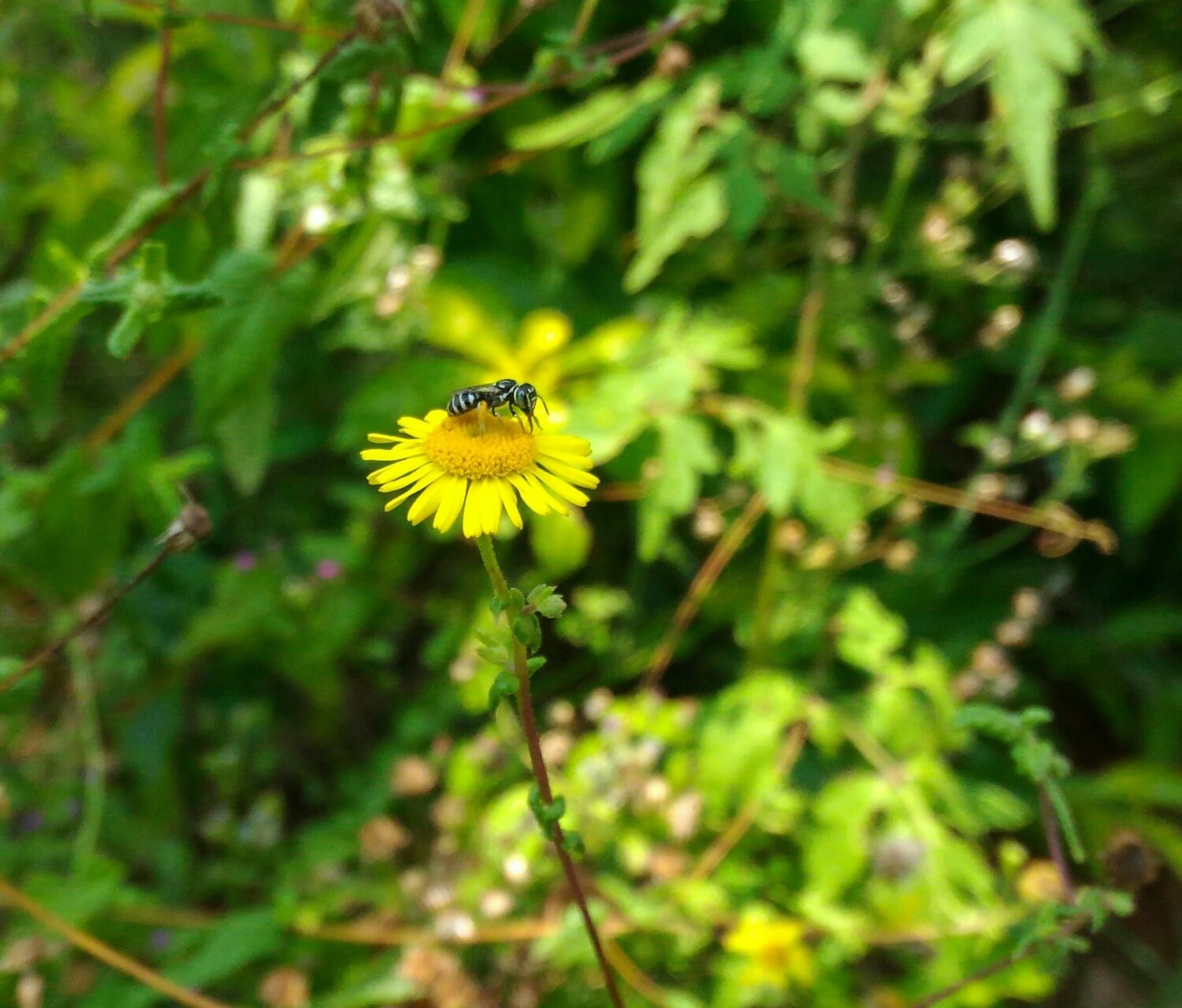 Pollination