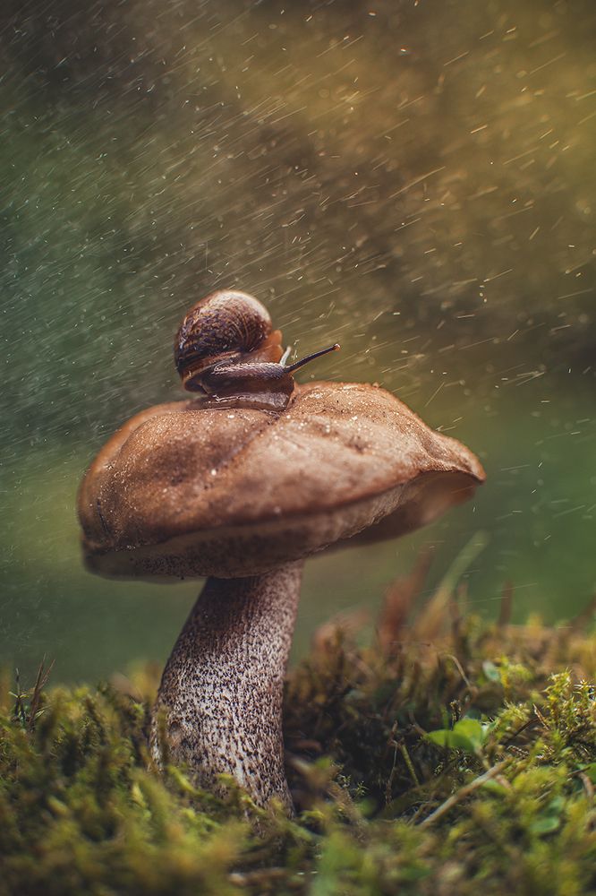 Под летним дождем