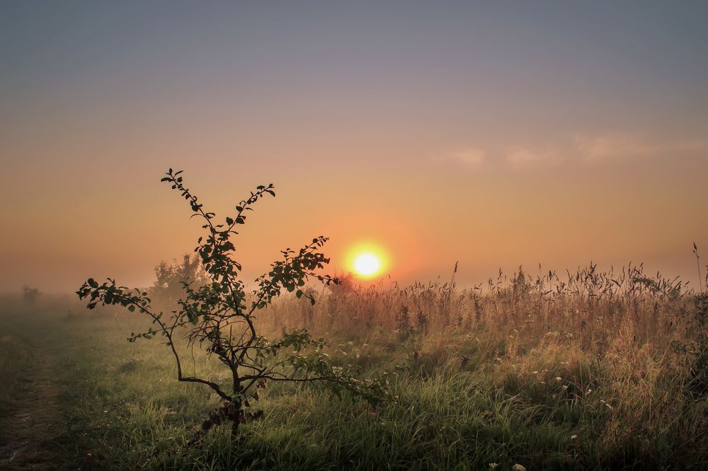 Вся нежность рассвета