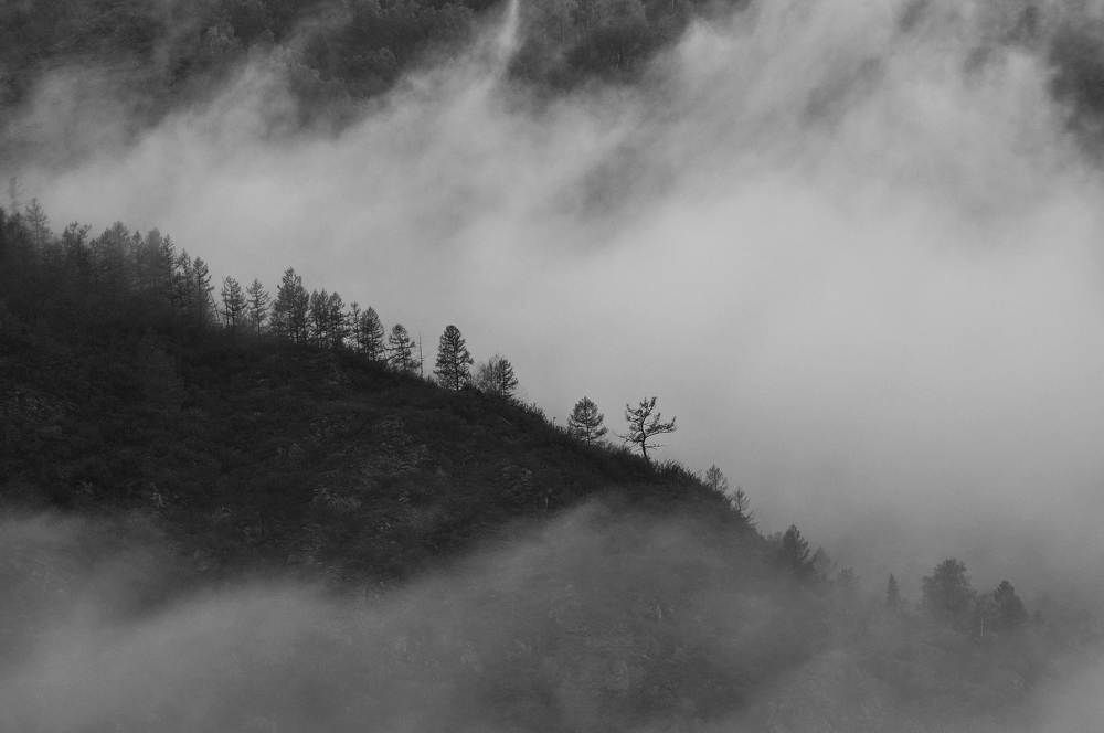 Утро лес туман