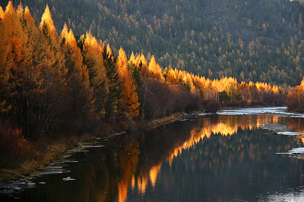 Солнечные свечи лиственниц.
