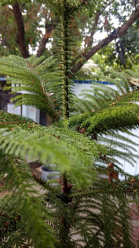 Greenish spines