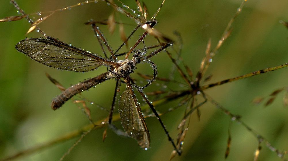 Комар-долгоножка и роса...